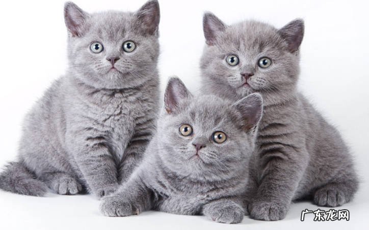 不忽视运动,不处于孤独状态等 喂养英短猫的技巧是什么