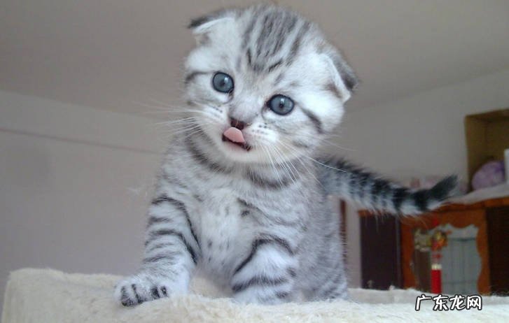 加菲猫,折耳猫等 寿命短的猫咪有哪些