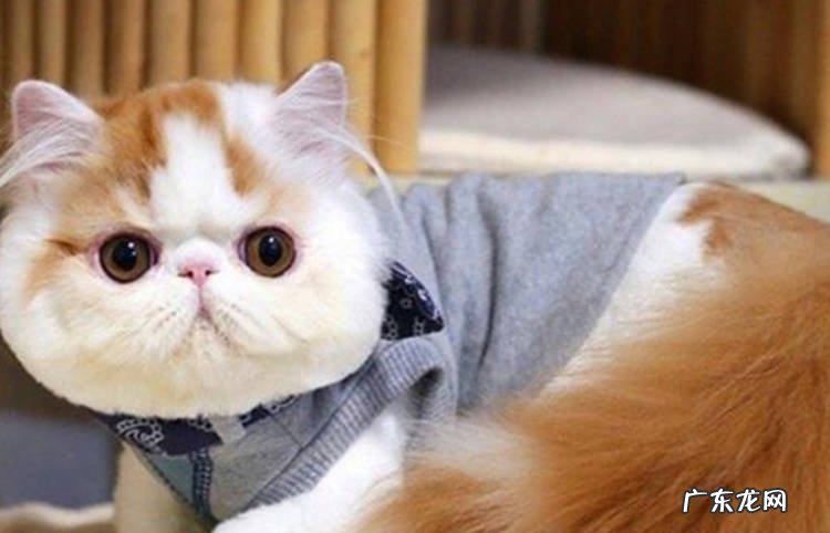 加菲猫,折耳猫等 寿命短的猫咪有哪些