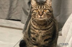 性格，外形等 狸花猫和美短猫有什么区别