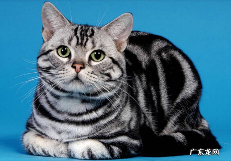 性格,外形等 狸花猫和美短猫有什么区别