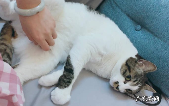 耳朵 猫咪的哪些部位不能乱摸