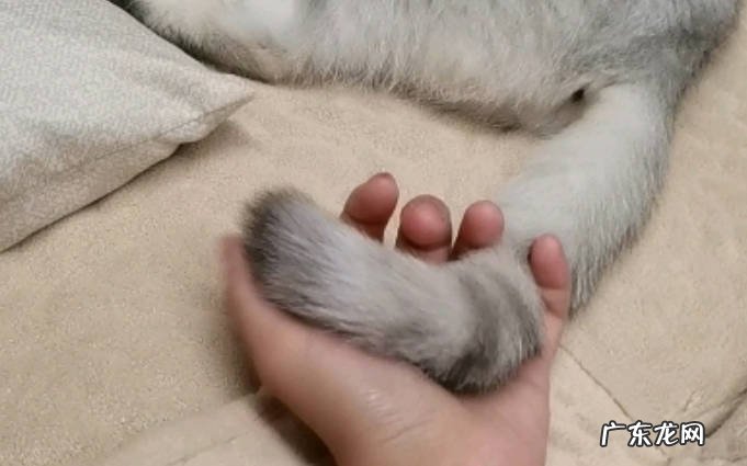 耳朵 猫咪的哪些部位不能乱摸