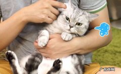 耳朵 猫咪的哪些部位不能乱摸