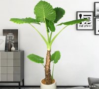 滴水观音，曼陀罗花等 不能养在客厅的花有哪些
