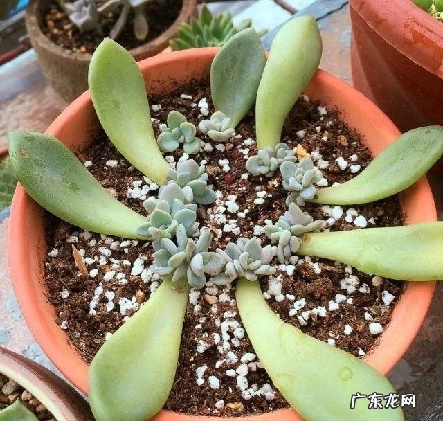 连续阴雨天 什么情况下不能给多肉浇水