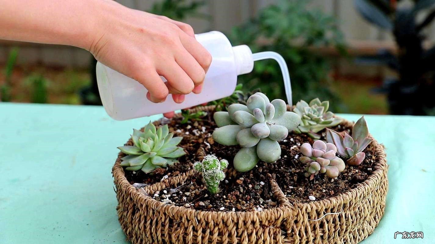 连续阴雨天 什么情况下不能给多肉浇水