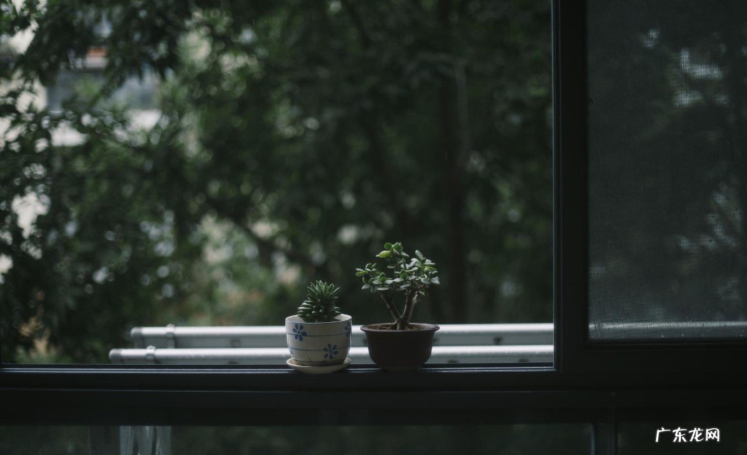 连续阴雨天 什么情况下不能给多肉浇水