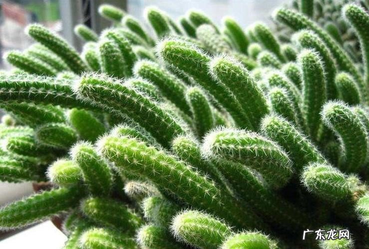 龙骨花 哪些花在夏季不能浇水太勤