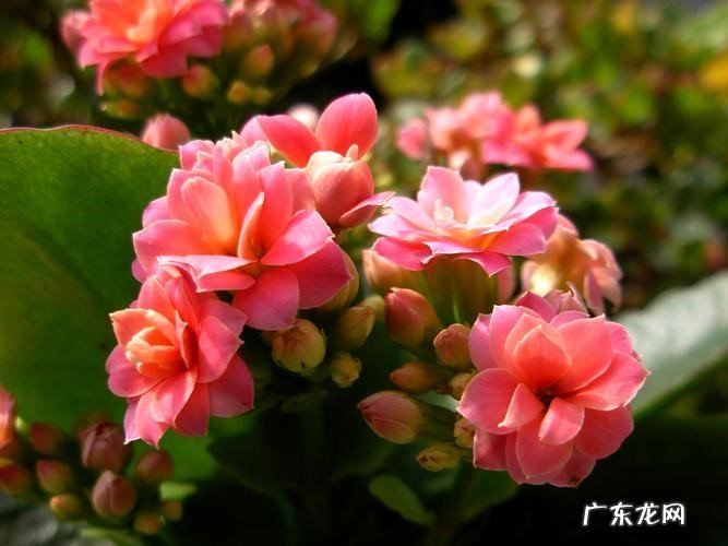 龙骨花 哪些花在夏季不能浇水太勤