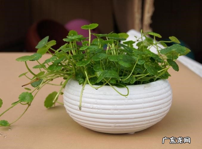 金鱼花,铜钱草,富贵竹 旺人又旺家的植物有什么