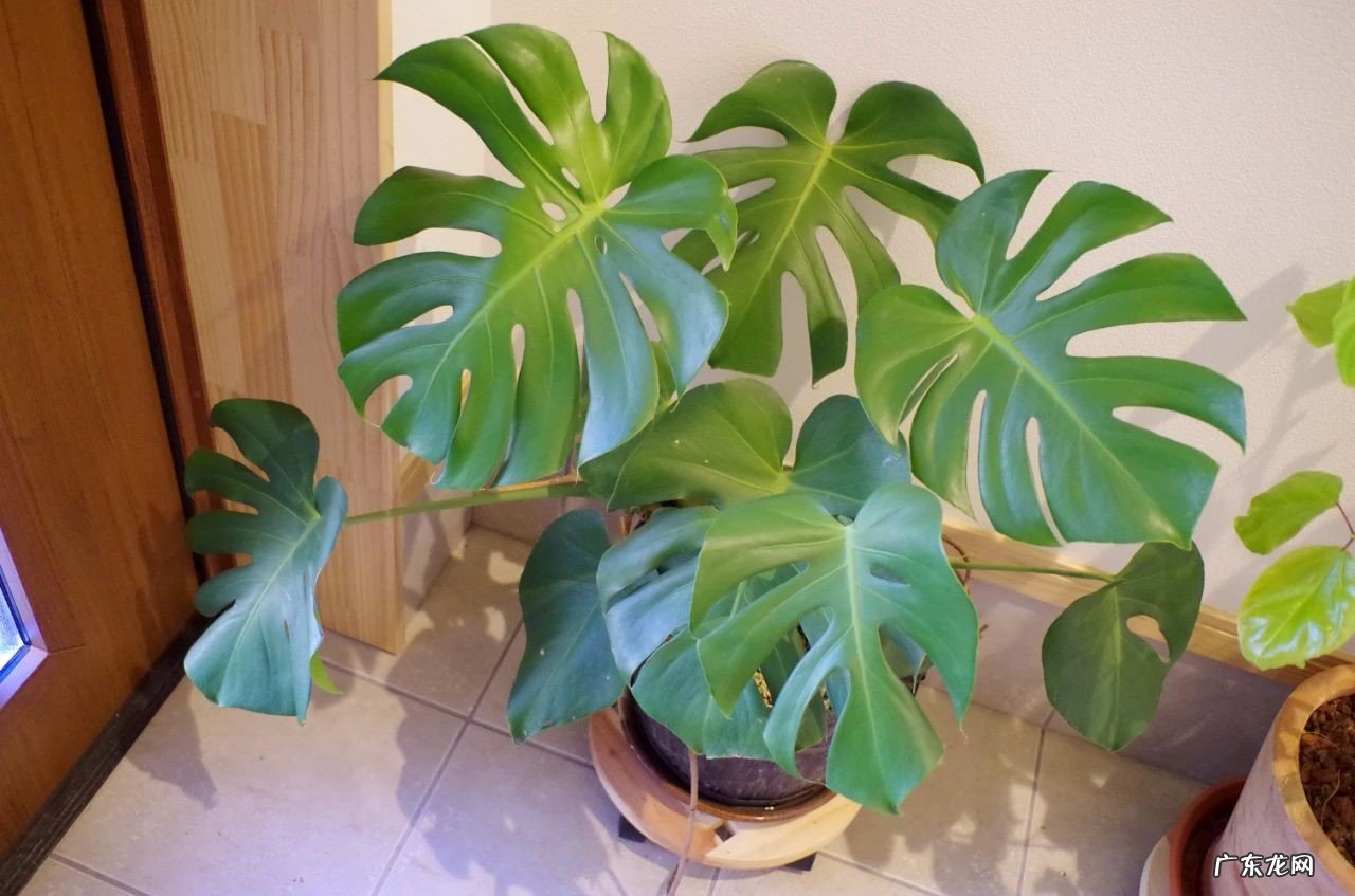 鸭掌木 耐看又耐养的绿植有哪些
