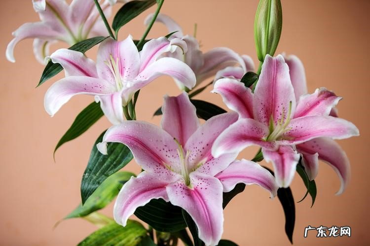 香味浓郁的 不能在家里养什么种类的花