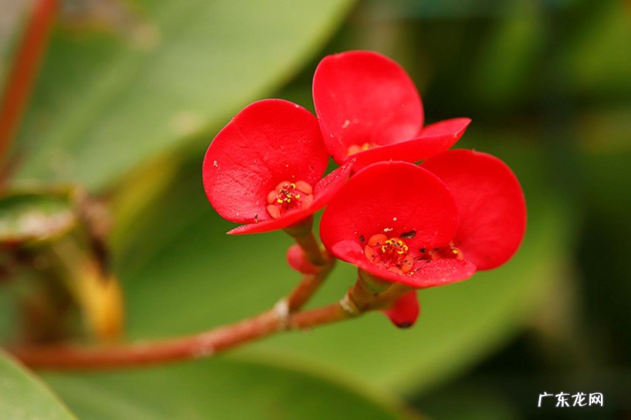 香味浓郁的 不能在家里养什么种类的花