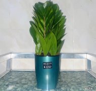 金钱树 哪些植物在夏季要断肥停水