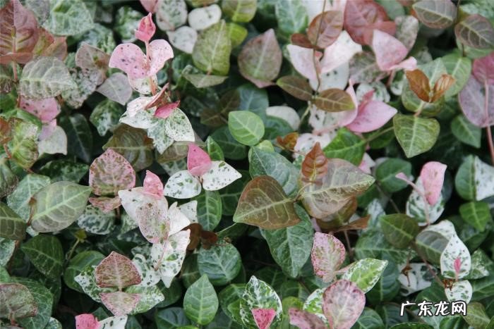 彩叶芋 哪些植物的叶子比花美