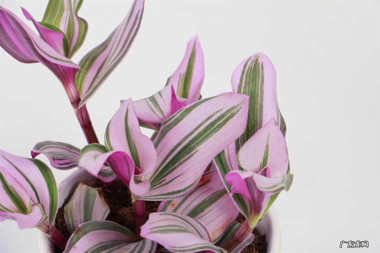 彩叶芋 哪些植物的叶子比花美