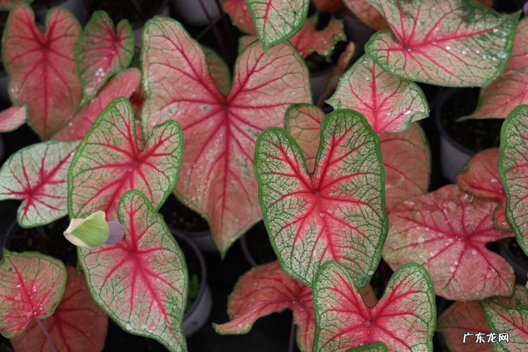 彩叶芋 哪些植物的叶子比花美