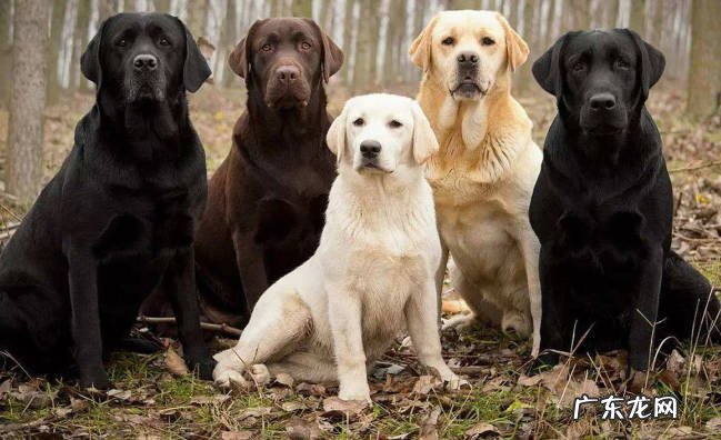 中华田园犬 狗界最忠心的狗狗有哪些