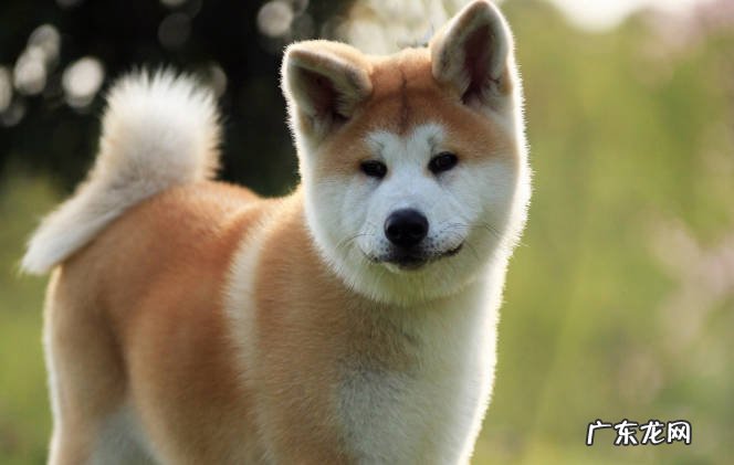 中华田园犬 狗界最忠心的狗狗有哪些