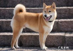 中华田园犬 狗界最忠心的狗狗有哪些
