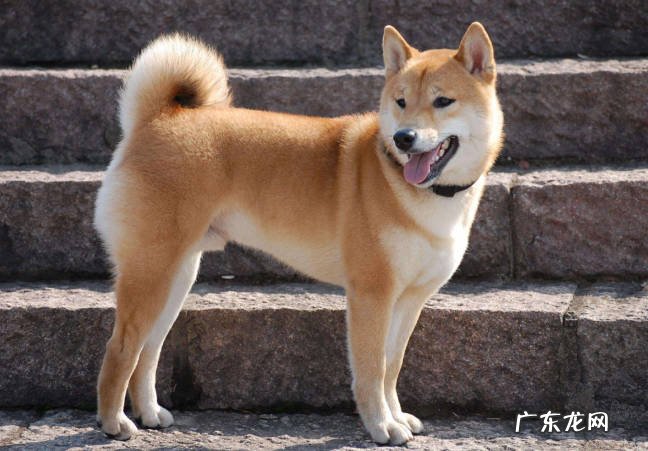 中华田园犬 狗界最忠心的狗狗有哪些