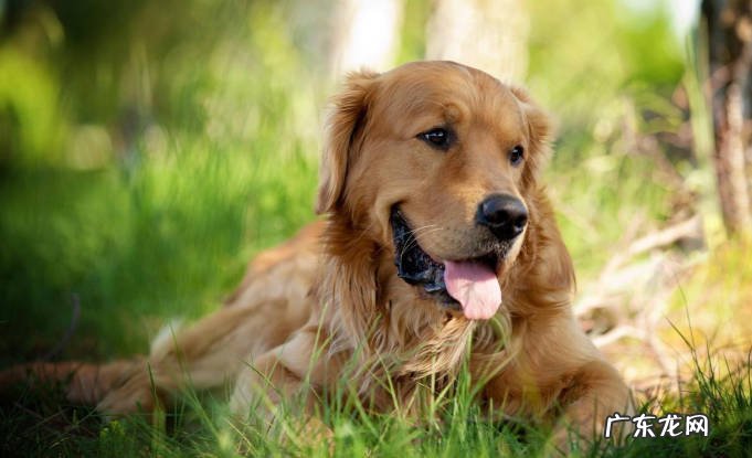 金毛 皮实又好养的狗狗品种有哪些