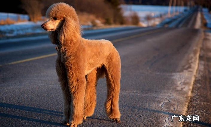 金毛 皮实又好养的狗狗品种有哪些