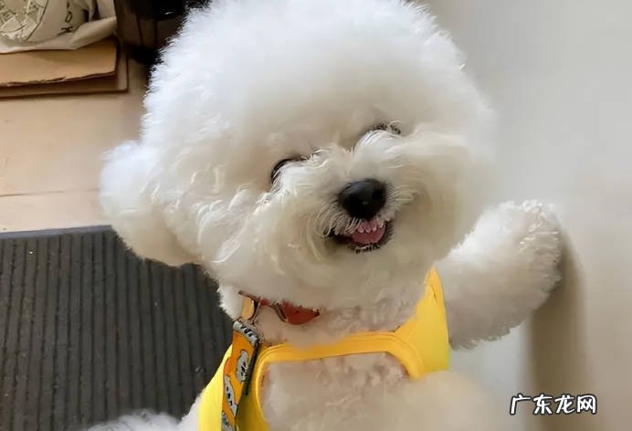 金毛 皮实又好养的狗狗品种有哪些