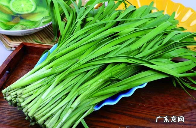 番茄 不能给泰迪吃哪些蔬菜
