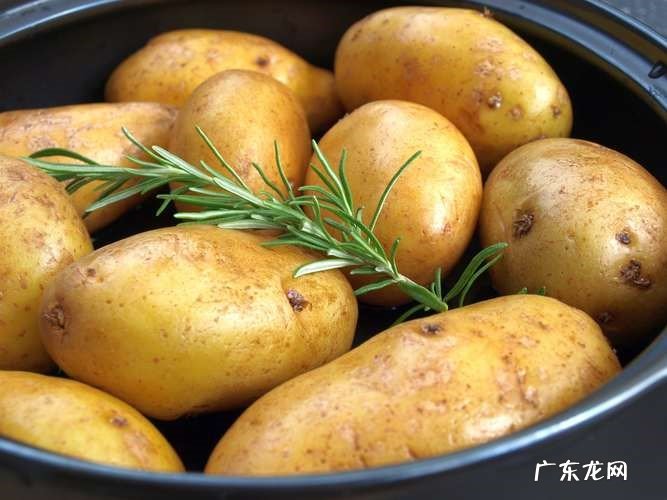 番茄 不能给泰迪吃哪些蔬菜