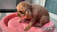 洗澡讲究 养泰迪的禁忌是什么