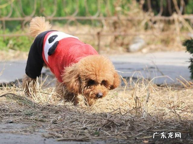 洗澡讲究 养泰迪的禁忌是什么