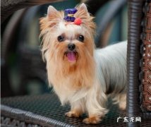 约克夏 公认的最好养的狗狗有哪些