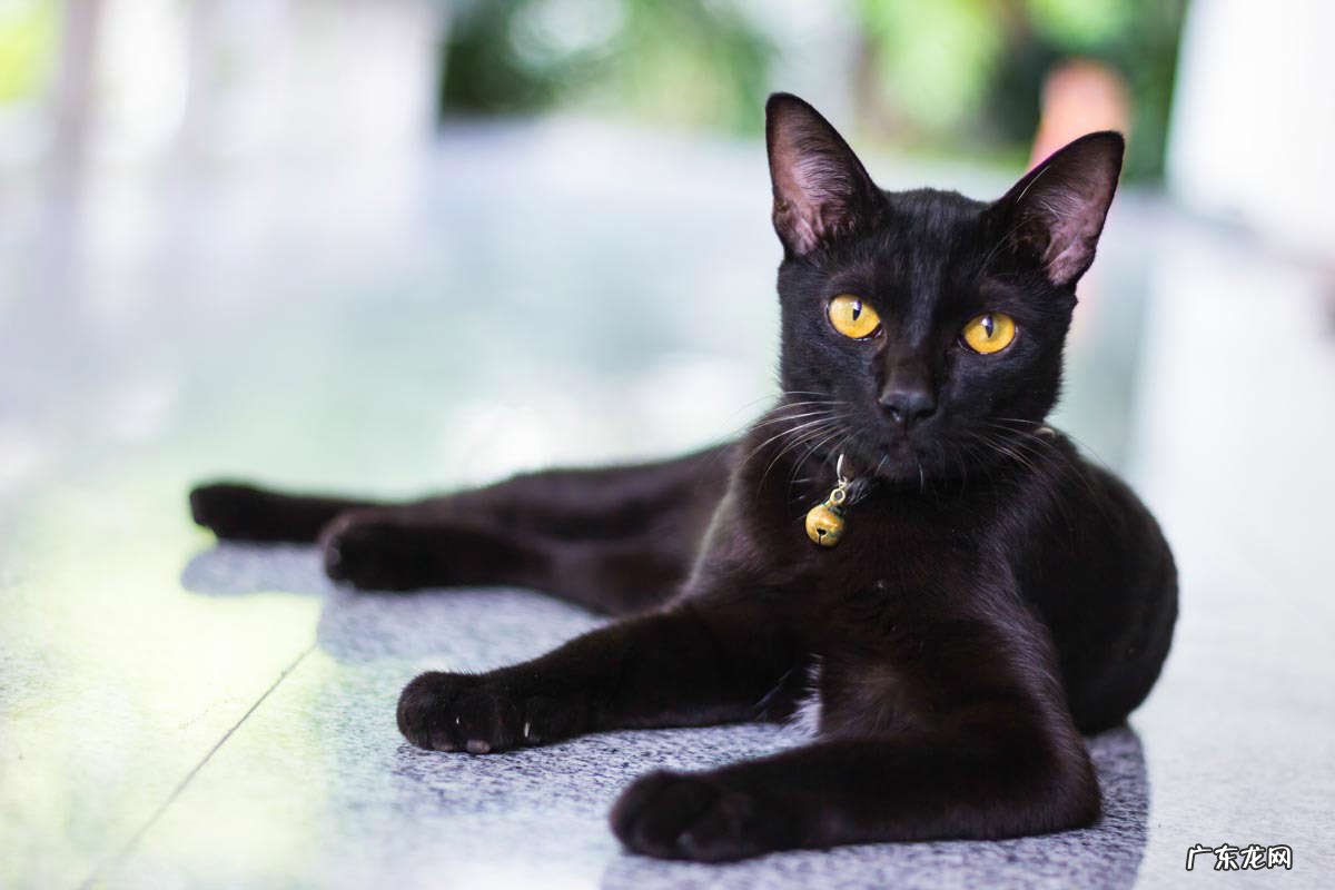 美短猫 值得拥有的不掉毛的猫有哪些