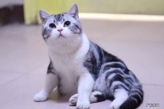 美短猫 值得拥有的不掉毛的猫有哪些