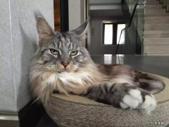 缅因猫 2023年受欢迎的猫咪有哪些