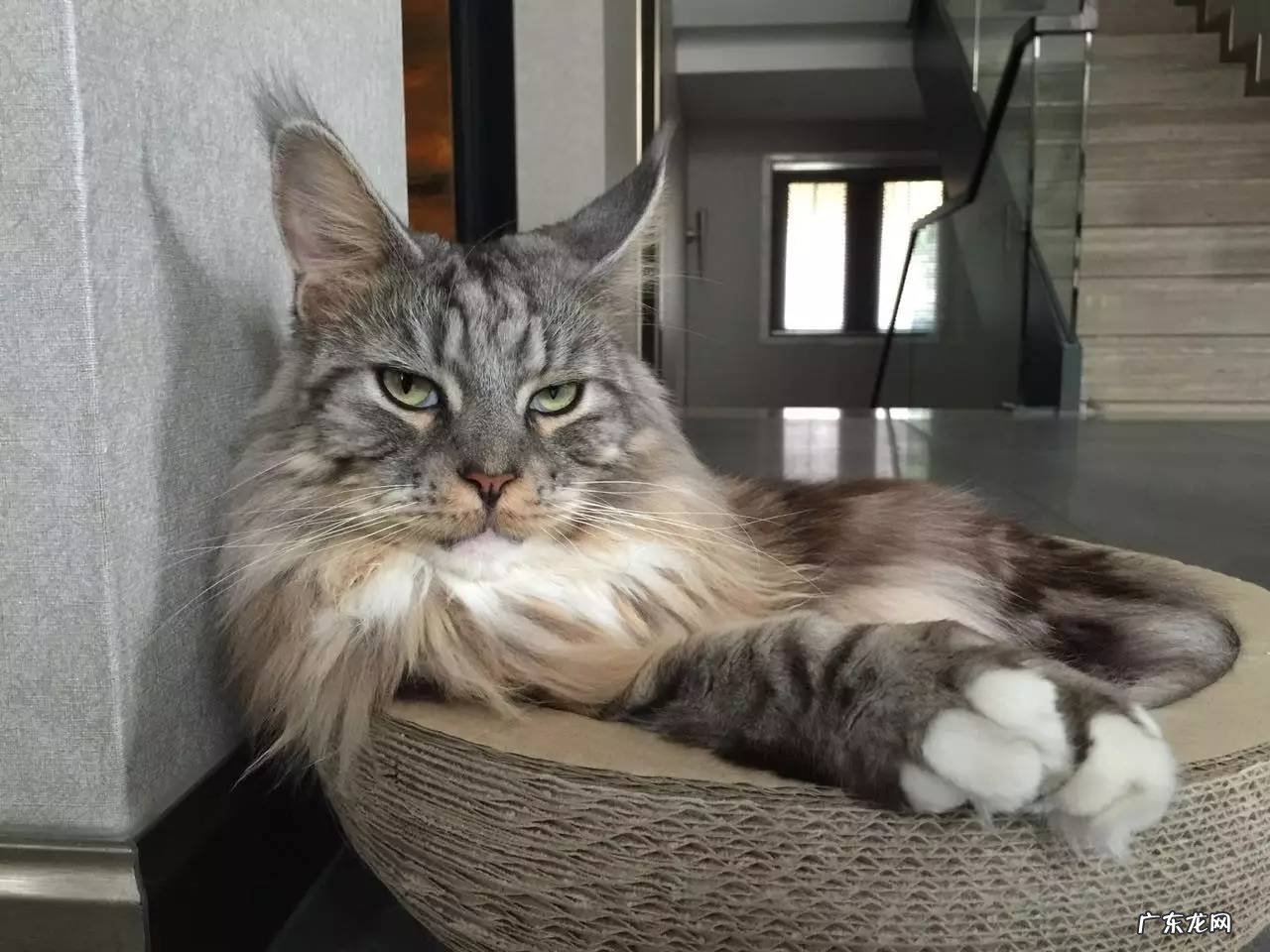 缅因猫 2023年受欢迎的猫咪有哪些