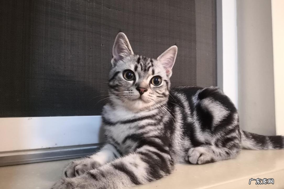 缅因猫 2023年受欢迎的猫咪有哪些
