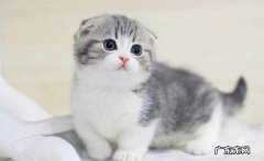 折耳猫 有小孩的家庭可以选哪些猫