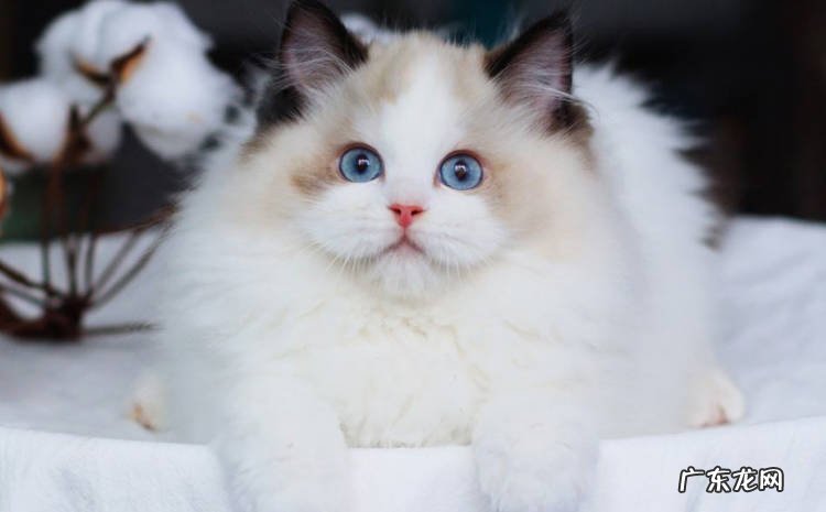 折耳猫 有小孩的家庭可以选哪些猫