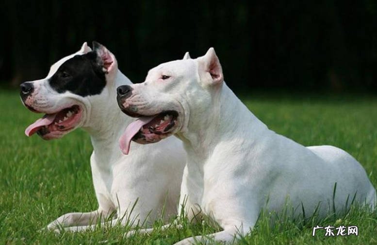 比特犬 狗界四疯指的什么