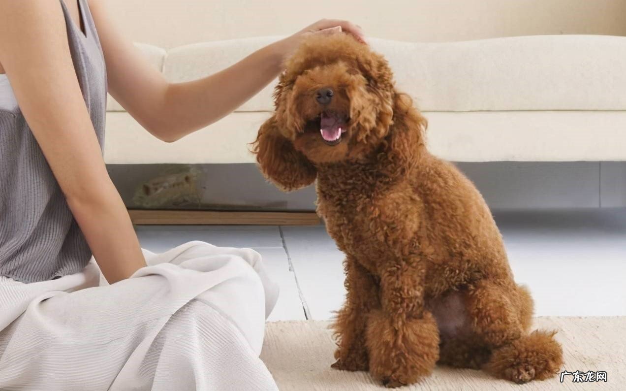 主人 泰迪有哪些禁区不能随意触碰