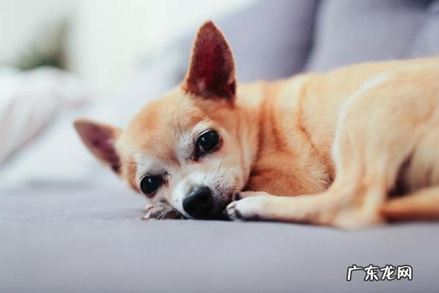 不该吃的东西 狗狗出现腹泻的原因是什么