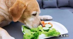 不该吃的东西 狗狗出现腹泻的原因是什么