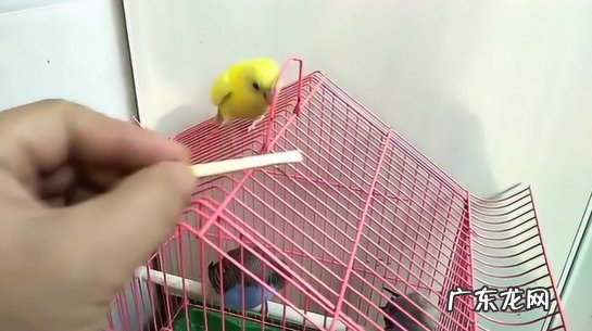 价格低 为什么养虎皮鹦鹉的人越来越多