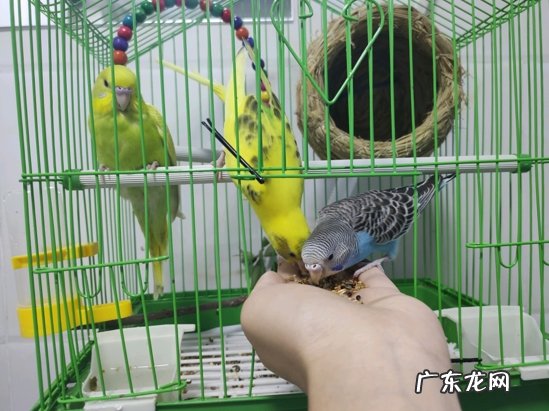 价格低 为什么养虎皮鹦鹉的人越来越多