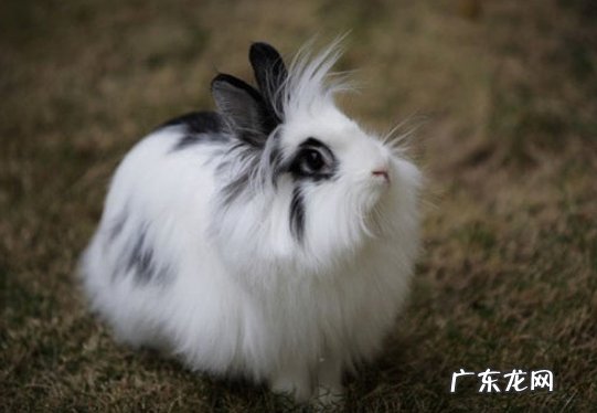 狮子兔 哪些品种的兔子好看又好养