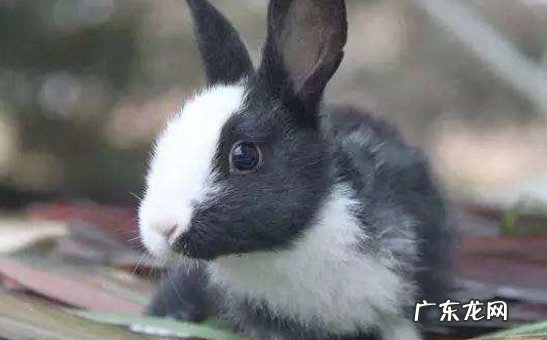 狮子兔 哪些品种的兔子好看又好养