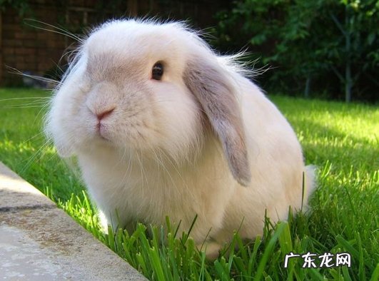 狮子兔 哪些品种的兔子好看又好养